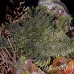 rhinopias_lacy_crci_mb_h_0345_png3278.jpg